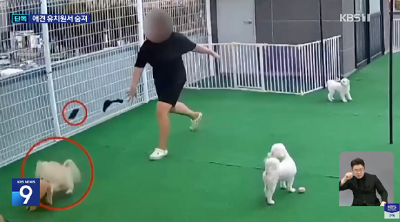 서울의 한 애견 유치원에서 반려견이 원장이 던진 휴대전화에 맞아 숨졌으나, 유치원 측이 "계단에서 떨어져 죽었다"며 거짓 설명을 해 논란이다. 사진은 KBS 방송화면 캡처. [사진=KBS]
